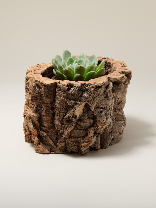 Natural Cork Bark Planter